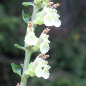 Photographie n°258279 du taxon Teucrium scorodonia L. [1753]