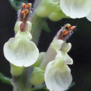 Photographie n°258281 du taxon Teucrium scorodonia L. [1753]