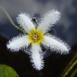 Nymphoides indica (L.) Kuntze [nn7121] par Christophe HENRY le 24/02/2007 - Fort-de-France