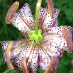 Photographie n°258328 du taxon Lilium martagon L.