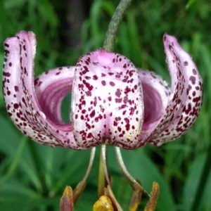 Photographie n°258330 du taxon Lilium martagon L.