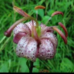 Photographie n°258331 du taxon Lilium martagon L.