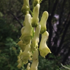 Photographie n°258337 du taxon Aconitum lycoctonum L. [1753]