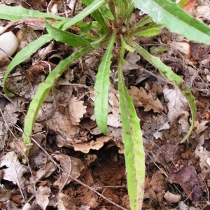 Photographie n°258363 du taxon Picris hieracioides L. [1753]