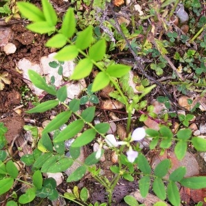 Photographie n°258365 du taxon Galega officinalis L. [1753]