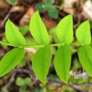 Photographie n°258366 du taxon Galega officinalis L. [1753]