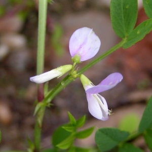 Photographie n°258367 du taxon Galega officinalis L. [1753]