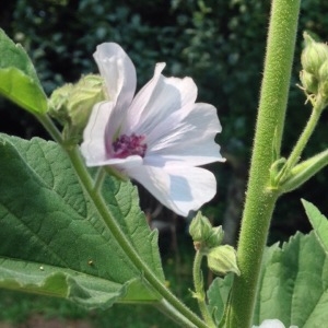 Photographie n°258368 du taxon Althaea officinalis L. [1753]