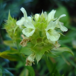 Photographie n°258373 du taxon Sideritis hyssopifolia L. [1753]