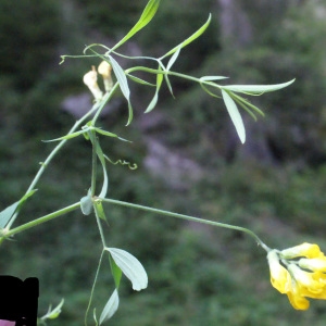 Photographie n°258396 du taxon Lathyrus pratensis L. [1753]