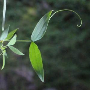 Photographie n°258402 du taxon Lathyrus pratensis L. [1753]