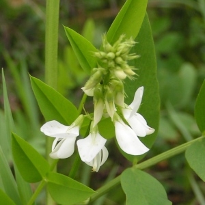 Photographie n°258411 du taxon Galega officinalis L. [1753]