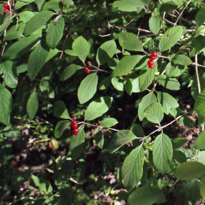 Photographie n°258412 du taxon Lonicera xylosteum L. [1753]