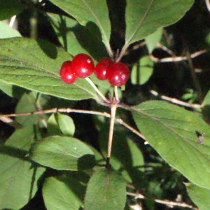 Photographie n°258414 du taxon Lonicera xylosteum L. [1753]