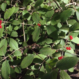 Photographie n°258415 du taxon Lonicera xylosteum L. [1753]