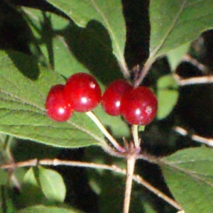 Photographie n°258416 du taxon Lonicera xylosteum L. [1753]
