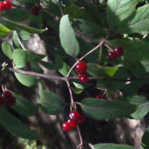 Photographie n°258417 du taxon Lonicera xylosteum L. [1753]