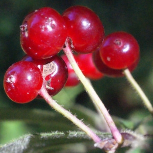 Photographie n°258422 du taxon Lonicera xylosteum L. [1753]