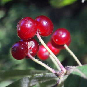 Photographie n°258423 du taxon Lonicera xylosteum L. [1753]