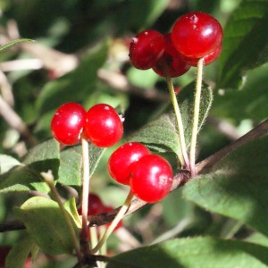 Photographie n°258424 du taxon Lonicera xylosteum L. [1753]