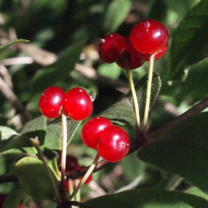 Photographie n°258425 du taxon Lonicera xylosteum L. [1753]