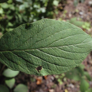 Photographie n°258427 du taxon Lonicera xylosteum L. [1753]