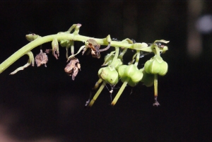 Liliane Roubaudi, le  8 août 2014 (Chamonix-Mont-Blanc)