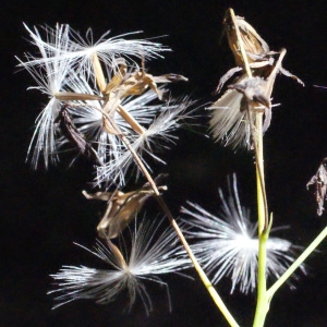 Photographie n°258441 du taxon Prenanthes purpurea L. [1753]