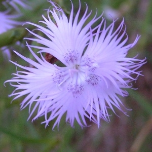 Dianthus monspessulanus L. (Oeillet de Montpellier)