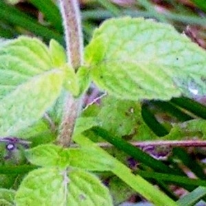 Photographie n°258453 du taxon Clinopodium vulgare subsp. vulgare