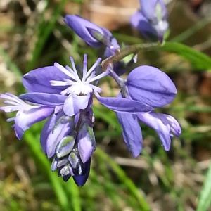 Photographie n°258460 du taxon Polygala vulgaris L. [1753]