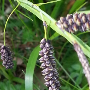 Photographie n°258463 du taxon Carex flacca subsp. flacca