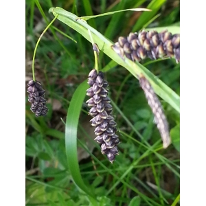 Carex pendula Schreb. (Laiche flasque)