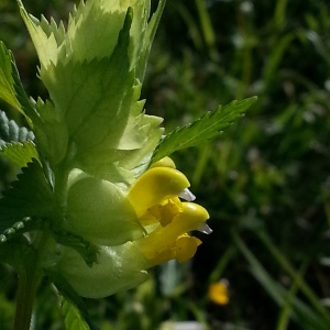 Photographie n°258486 du taxon Rhinanthus alectorolophus (Scop.) Pollich [1777]