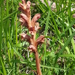 Photographie n°258487 du taxon Orobanche teucrii var. teucrii