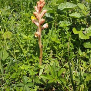  - Orobanche L. [1753]