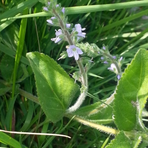 Photographie n°258498 du taxon Veronica officinalis L. [1753]