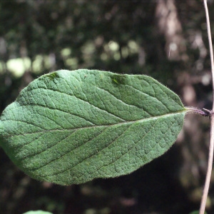 Photographie n°258500 du taxon Lonicera xylosteum L. [1753]