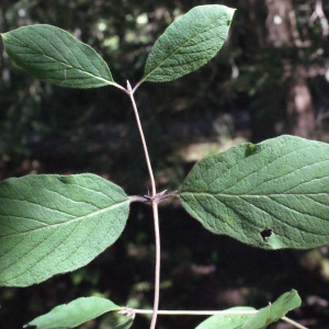 Photographie n°258501 du taxon Lonicera xylosteum L. [1753]