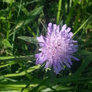  - Knautia arvensis var. arvensis