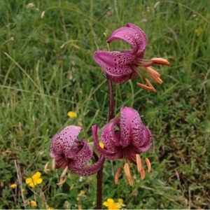 Photographie n°258528 du taxon Lilium martagon L.