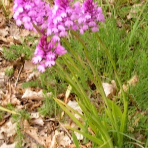 Photographie n°258544 du taxon Anacamptis pyramidalis var. pyramidalis