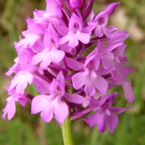 Photographie n°258545 du taxon Anacamptis pyramidalis var. pyramidalis