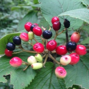 Photographie n°258560 du taxon Viburnum lantana L. [1753]