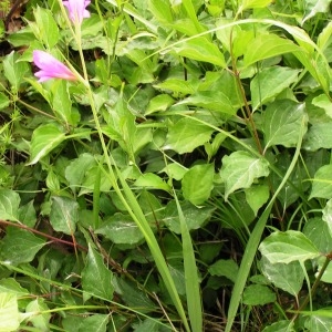 Photographie n°258562 du taxon Gladiolus italicus Mill. [1768]