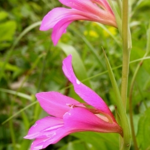 Photographie n°258563 du taxon Gladiolus italicus Mill. [1768]