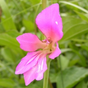 Photographie n°258564 du taxon Gladiolus italicus Mill. [1768]