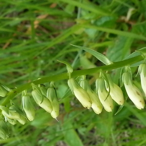 Photographie n°258566 du taxon Digitalis lutea L. [1753]