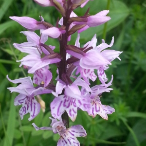 Photographie n°258576 du taxon Dactylorhiza fuchsii var. fuchsii