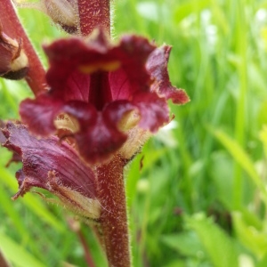 Photographie n°258579 du taxon Orobanche sanguinea C.Presl [1822]